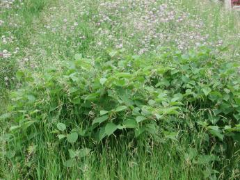 Japanischer Staudenknöterich, ein äusserst invasiver Neophyt.