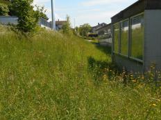 Extensive Wiese, Lebensraum für Heuschrecken und Feldgrillen, Schulhaus Bärlet.